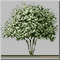 Эбеновое дерево.gif